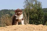 BERGER AUSTRALIEN PUPPIES 073